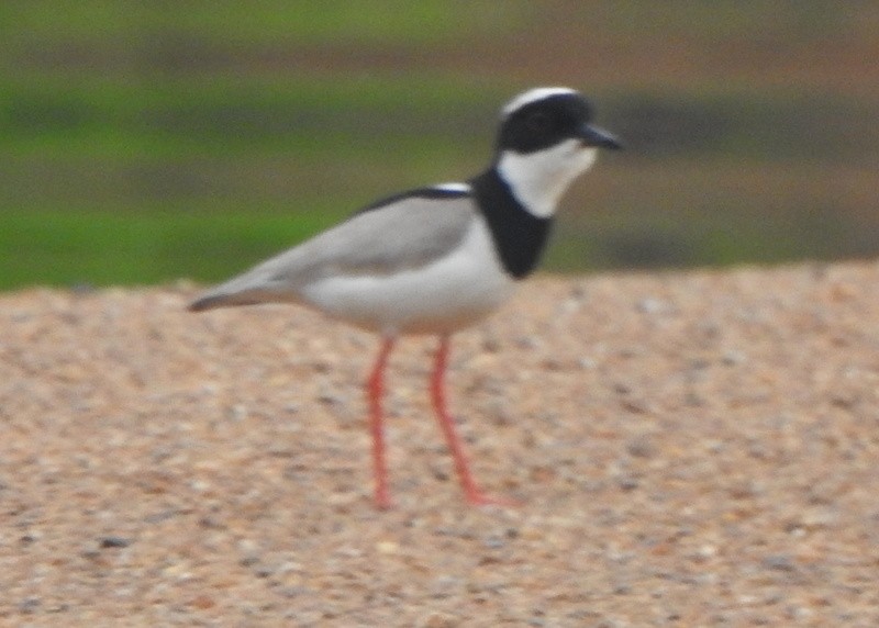 Pied Plover - ML647089243