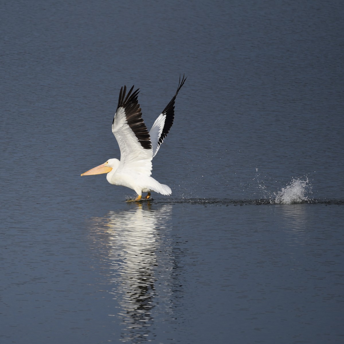 שקנאי אמריקני - ML647089244