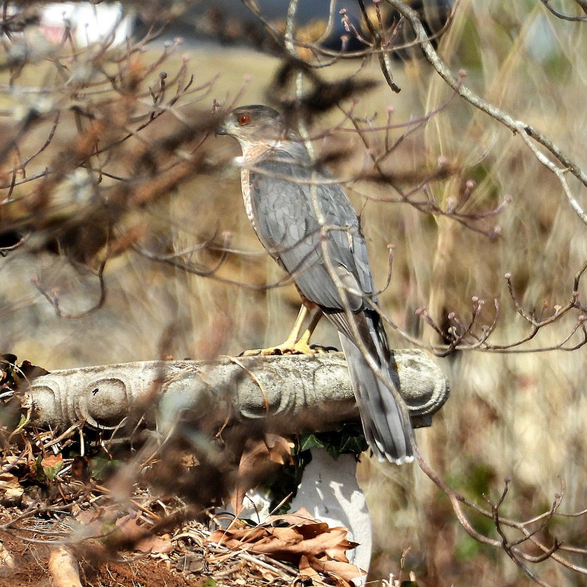 Sharp-shinned Hawk - ML647089247