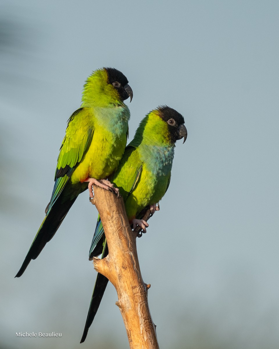 קוניור שחור-ראש - ML647089248