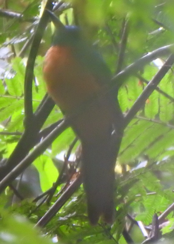 Great Jacamar - ML647089249