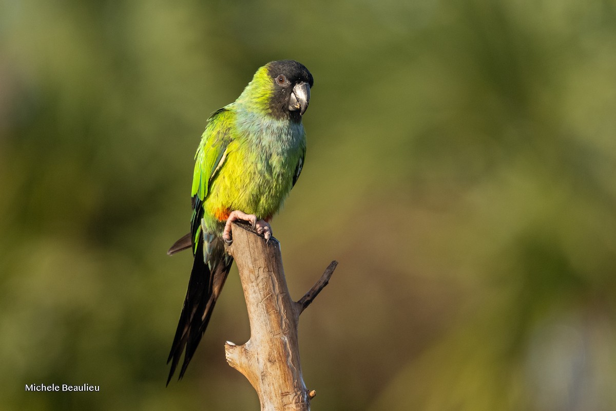 קוניור שחור-ראש - ML647089250