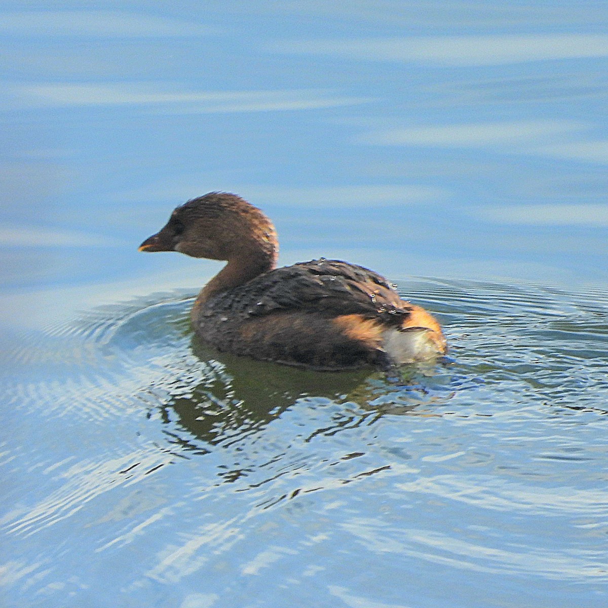 טבלן עקוד-מקור - ML647089251