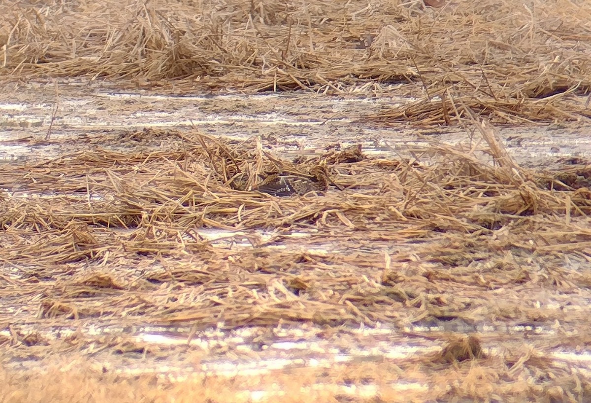 חרטומית אמריקנית - ML647089252