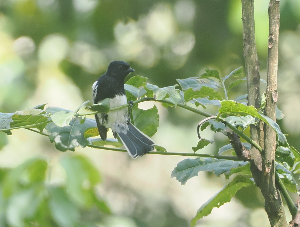 White-bellied Tit - ML647089253
