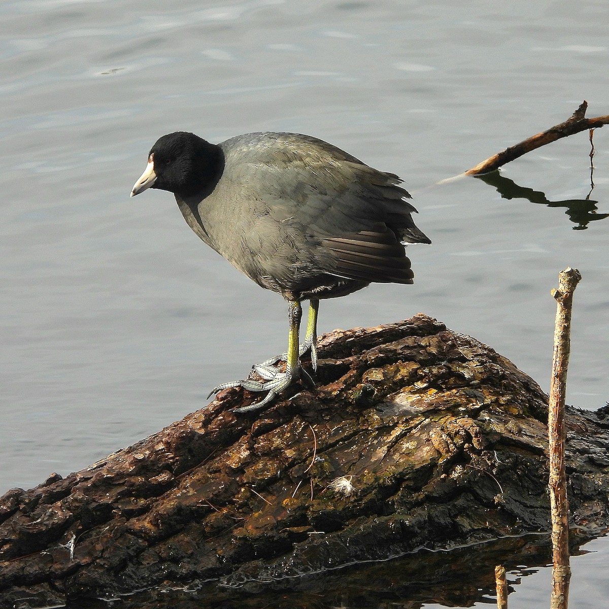 אגמית אמריקנית - ML647089255