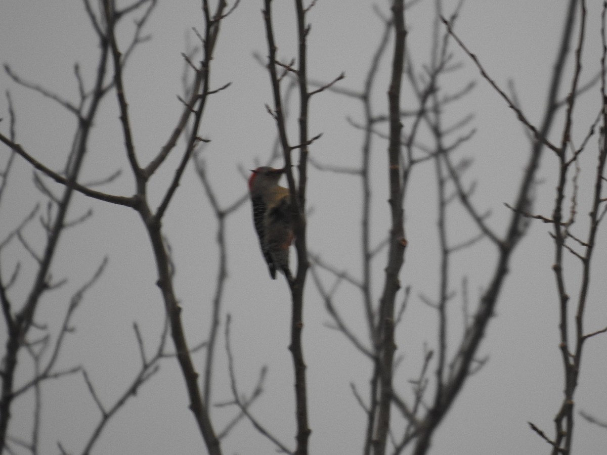 Red-bellied Woodpecker - ML647089256