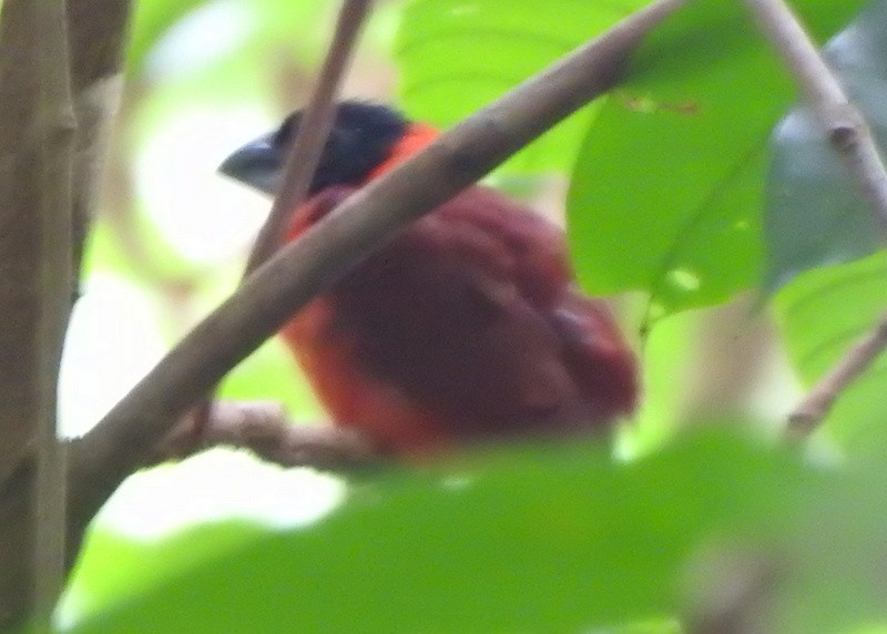 Red-and-black Grosbeak - ML647089257
