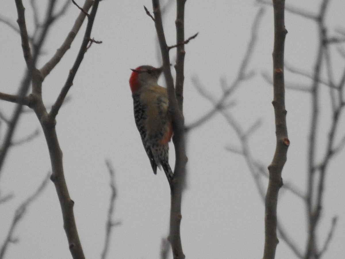 Red-bellied Woodpecker - ML647089260
