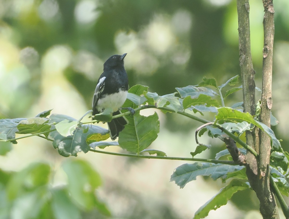 White-bellied Tit - ML647089261