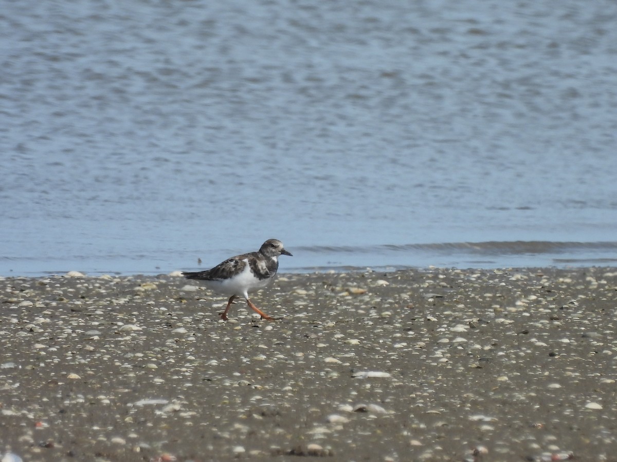 ארנריה אדמונית - ML647089262