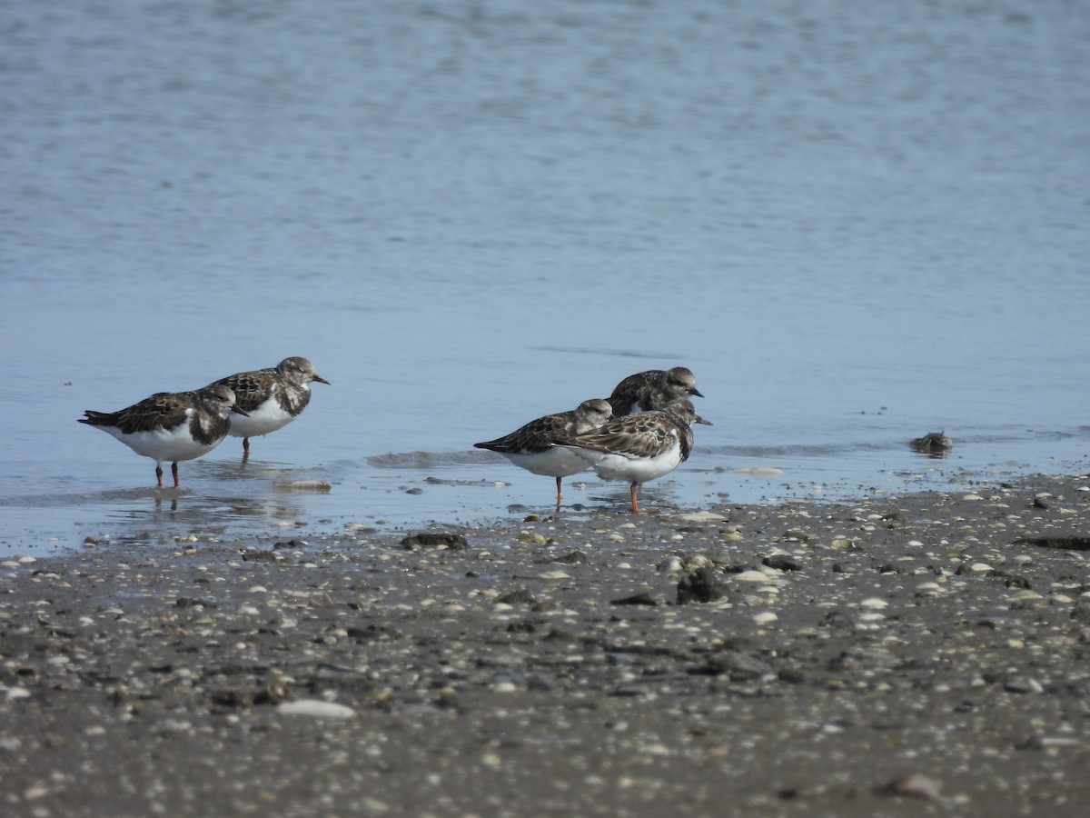 ארנריה אדמונית - ML647089263