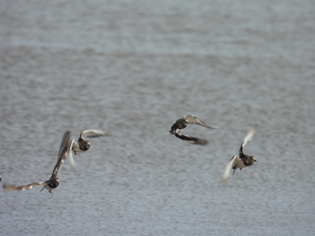 ארנריה אדמונית - ML647089264