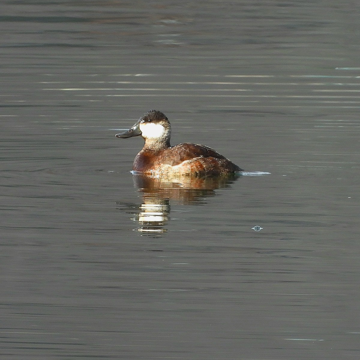 צחראש אדמוני - ML647089266