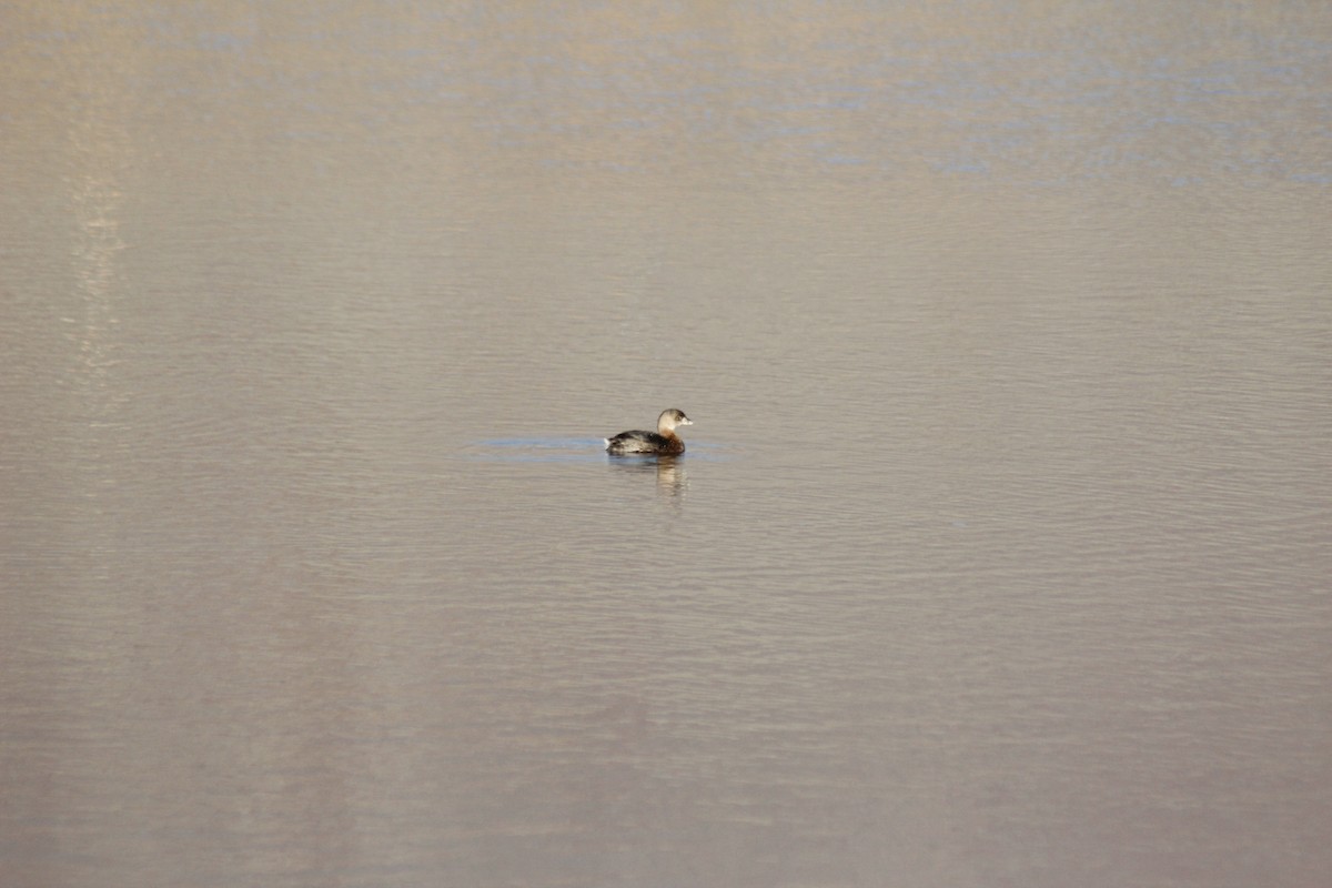 טבלן עקוד-מקור - ML647089268