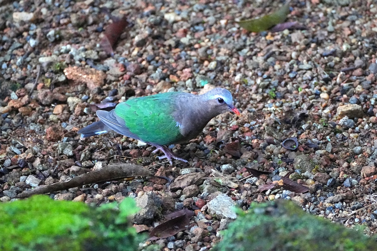 Asian Emerald Dove - ML647089269