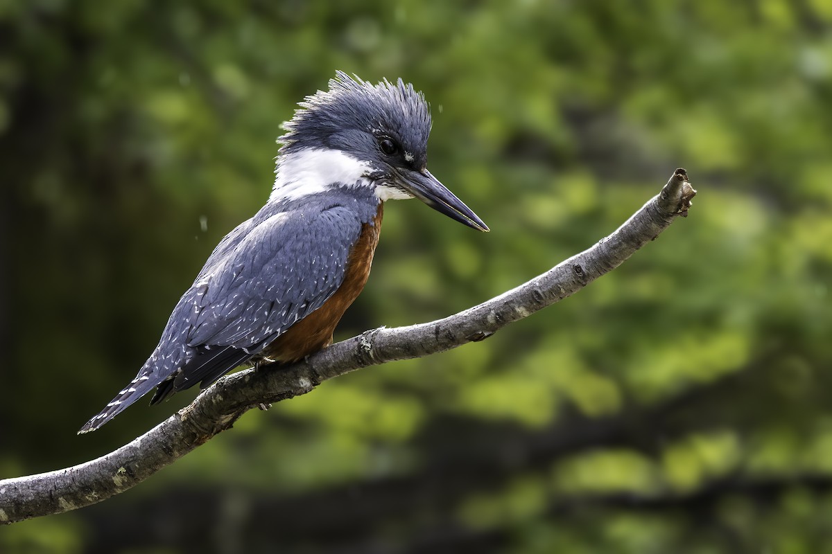 Ringed Kingfisher - ML647089271
