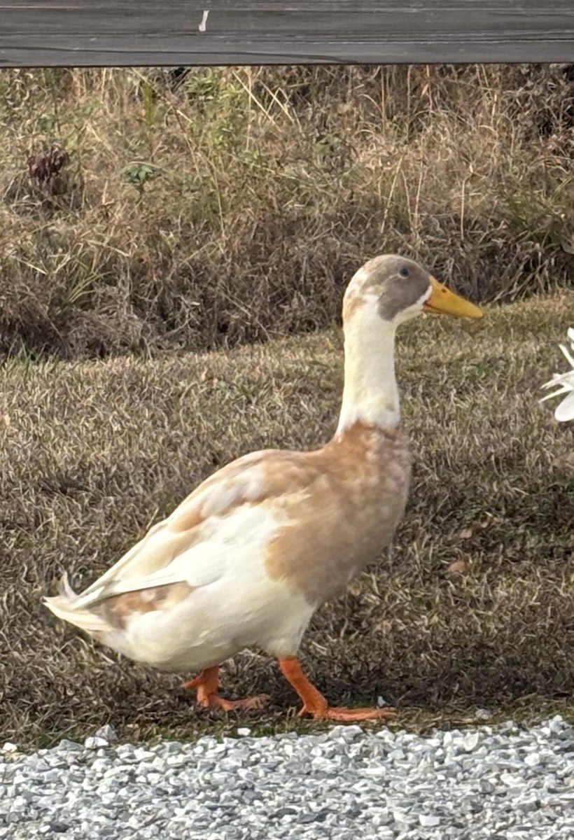 ברווז בלתי-מזוהה - ML647089272
