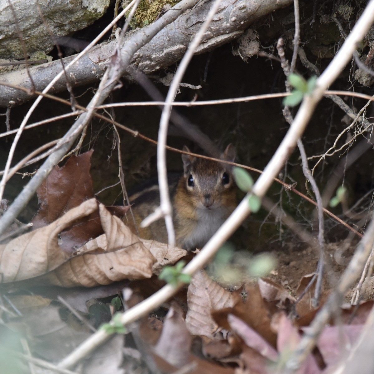 טמיאס מזרחי - ML647089273