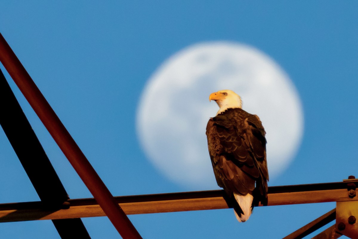 עיטם לבן-ראש - ML647089274