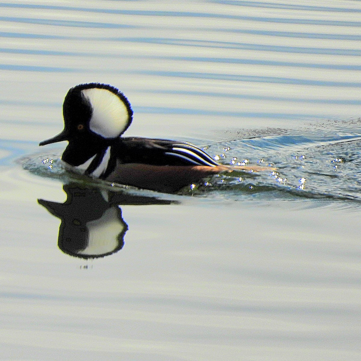 מרגון מקושט - ML647089275