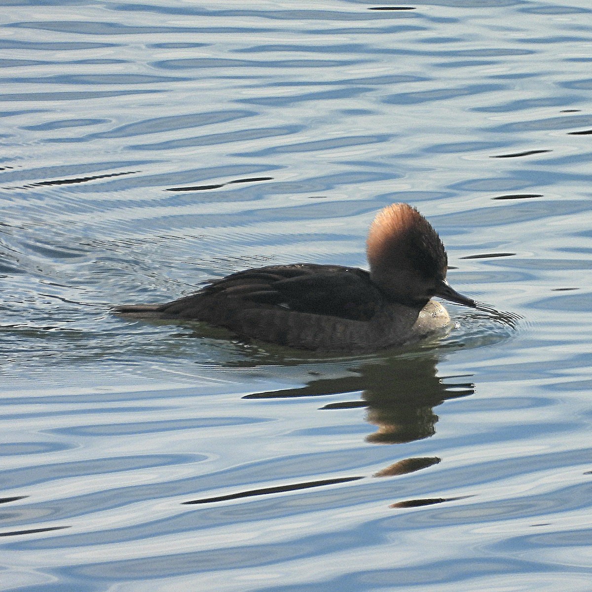 מרגון מקושט - ML647089277