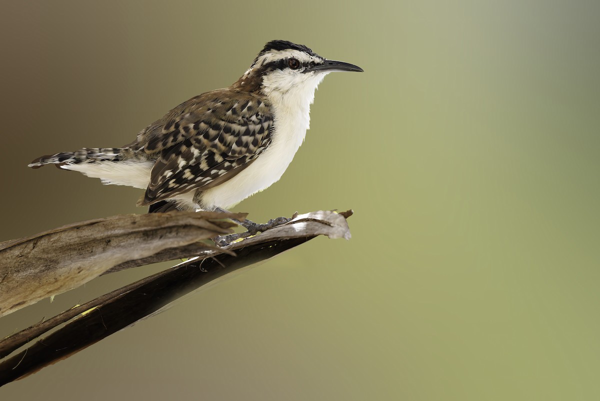 Rufous-backed Wren - ML647089280