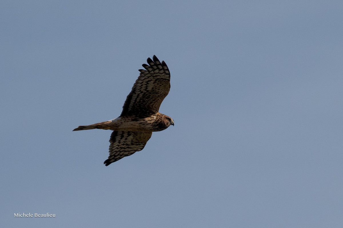 Northern Harrier - ML647089283