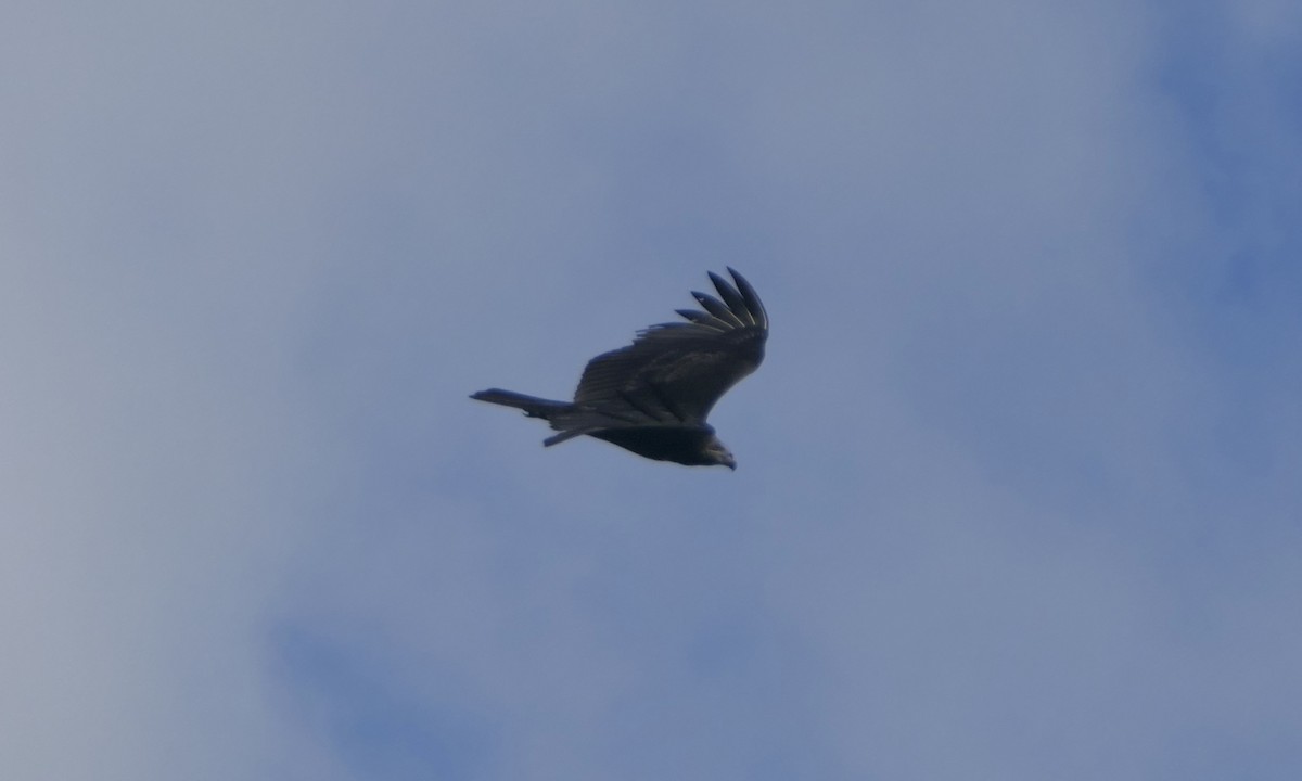 myrkondor - ML647089284