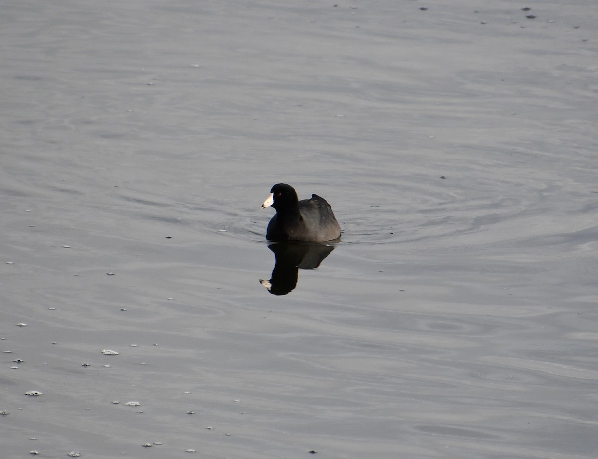 Indianerblässhuhn - ML647089286