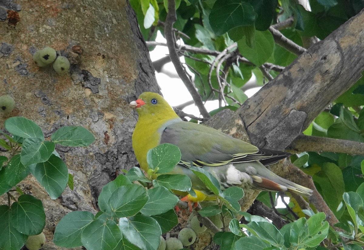 African Green-Pigeon - ML647089290