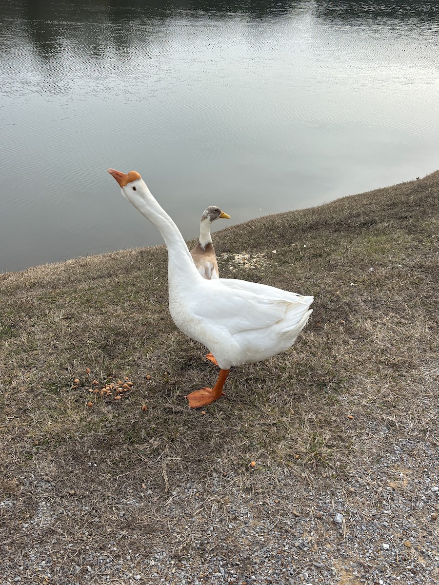 Domestic goose sp. (Domestic type) - ML647089292
