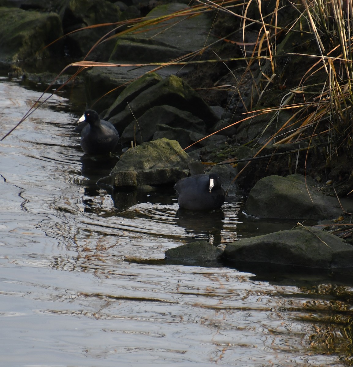Indianerblässhuhn - ML647089296