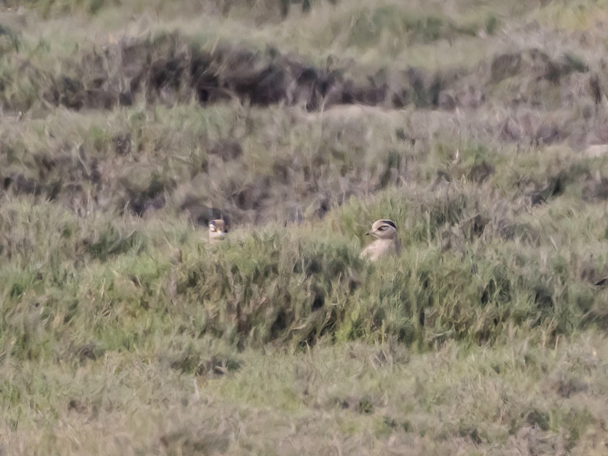 Peruvian Thick-knee - ML647089297