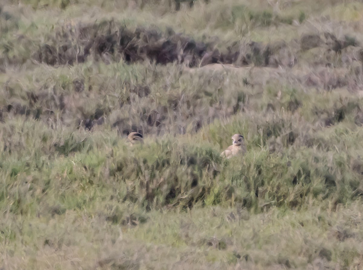 Peruvian Thick-knee - ML647089298