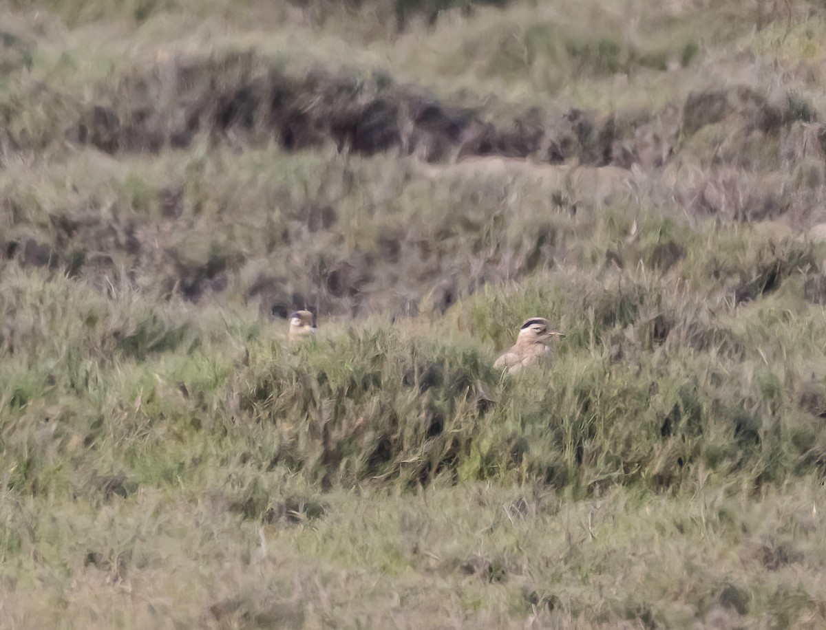 Peruvian Thick-knee - ML647089299