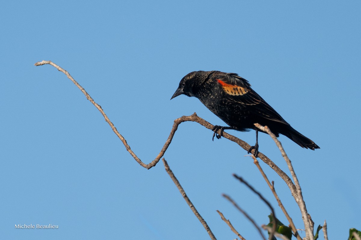 Red-winged Blackbird - ML647089302