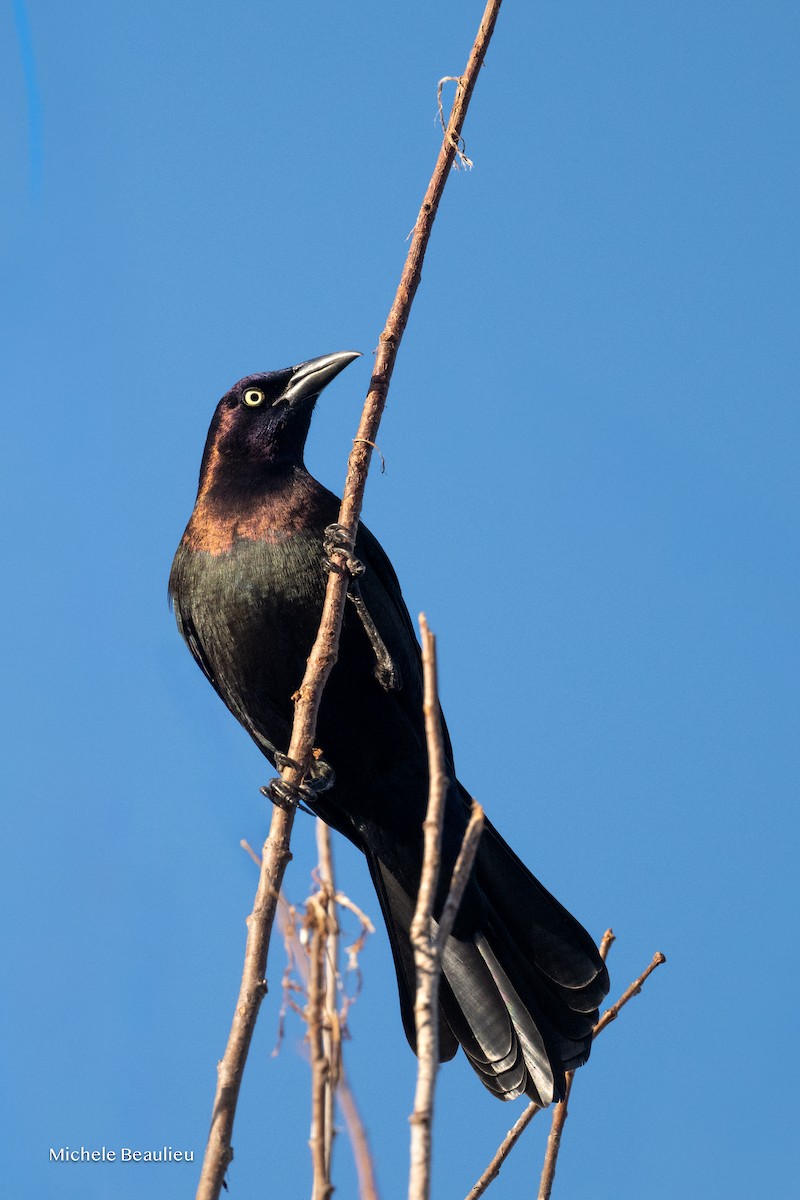 Common Grackle - ML647089310