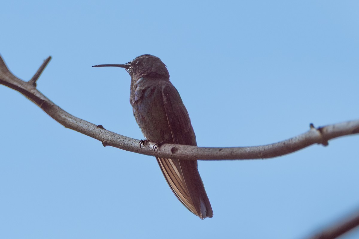 Buff-tailed Coronet - ML647089329