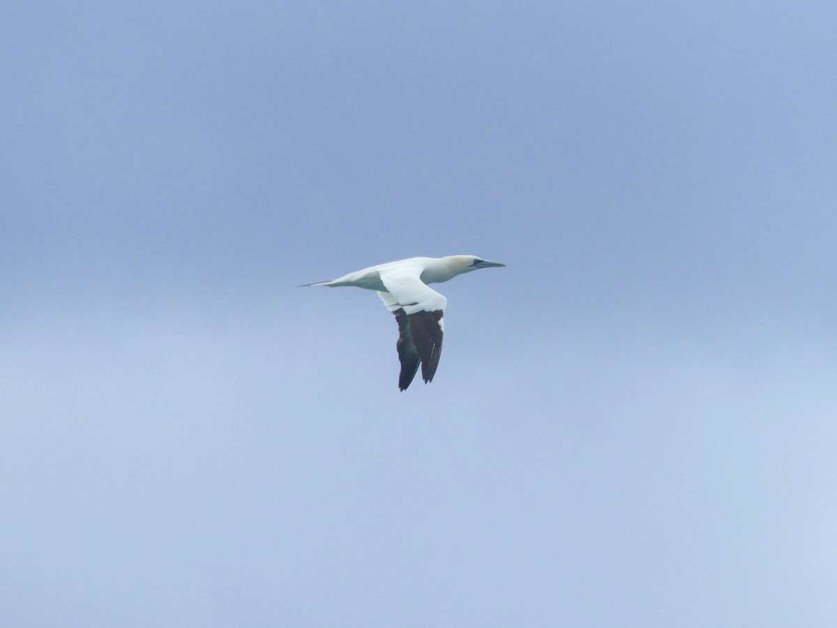 Alcatraz Atlántico - ML647089337