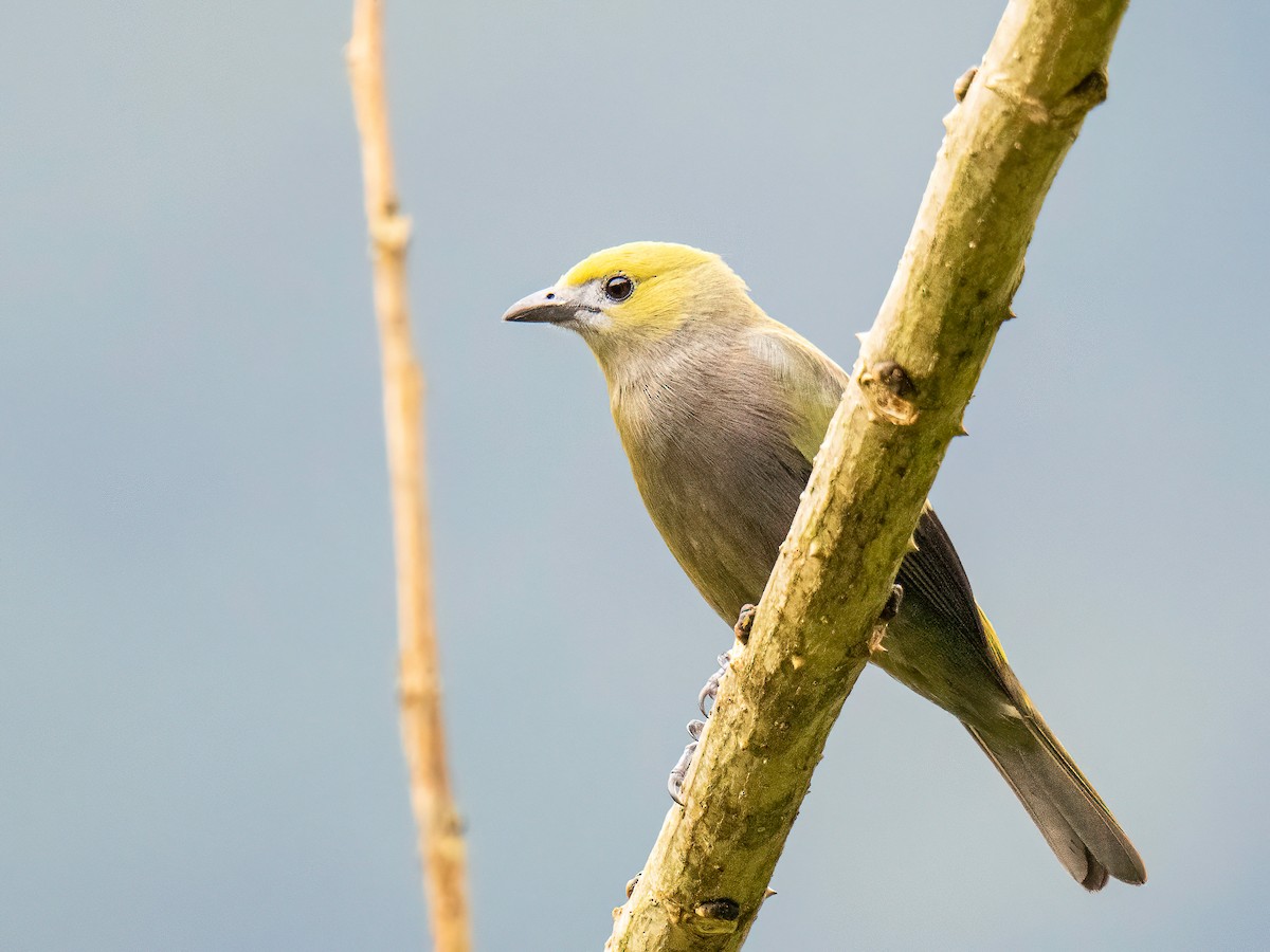 Palmentangare - ML647089339