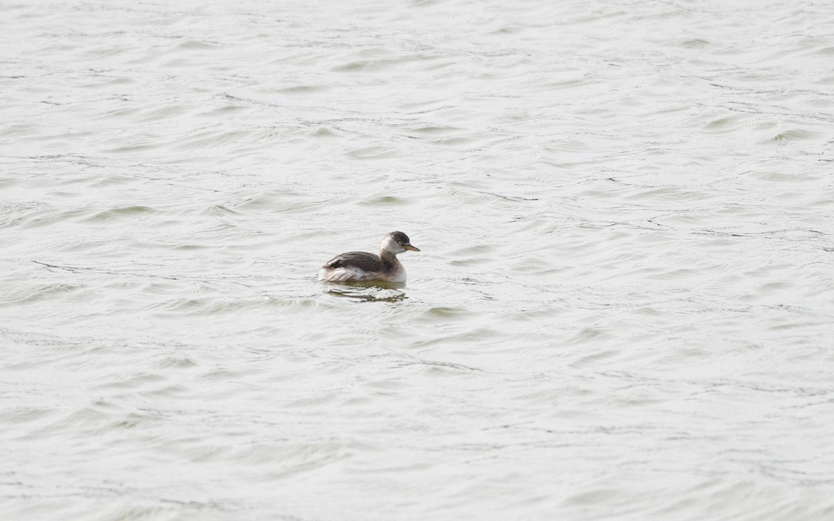 Little Grebe - ML647089340