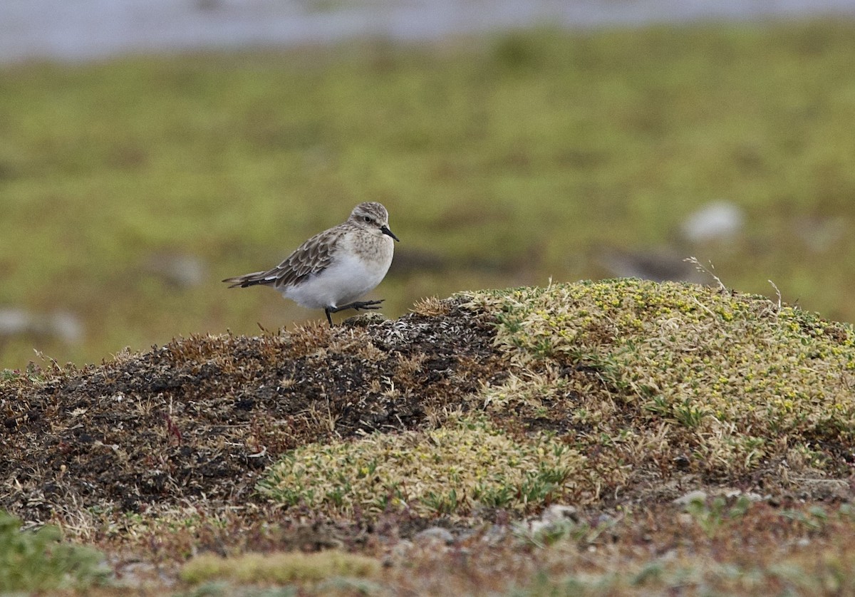 gulbrystsnipe - ML647089341