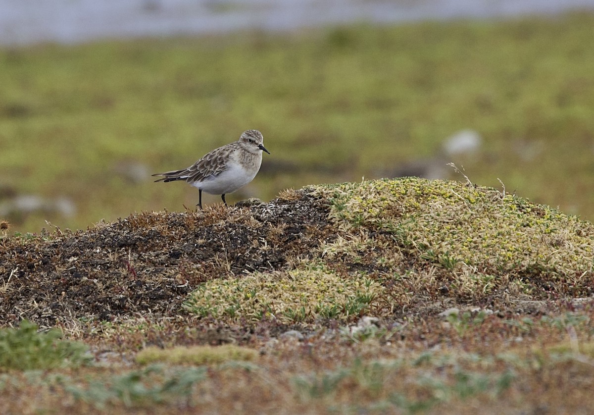 gulbrystsnipe - ML647089342