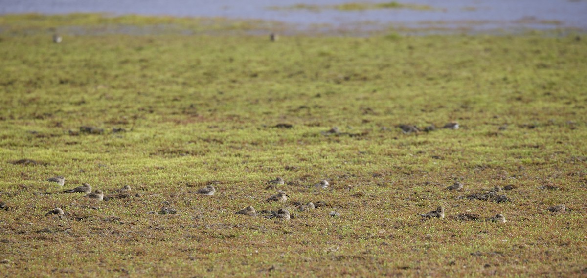 gulbrystsnipe - ML647089343