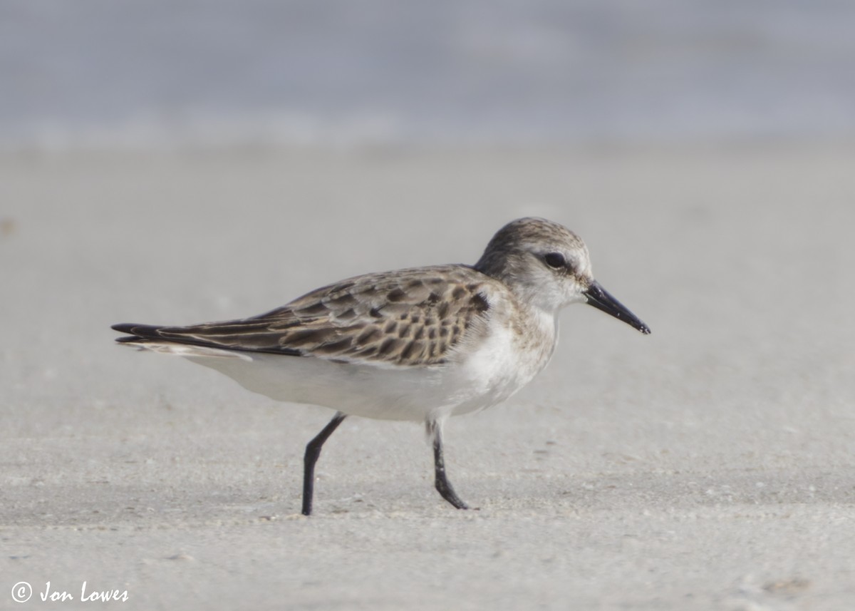 dvergsnipe - ML647089344