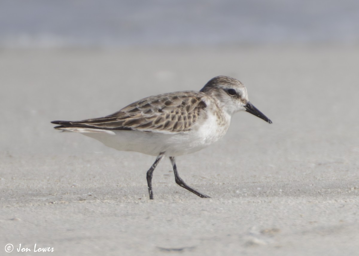 dvergsnipe - ML647089345