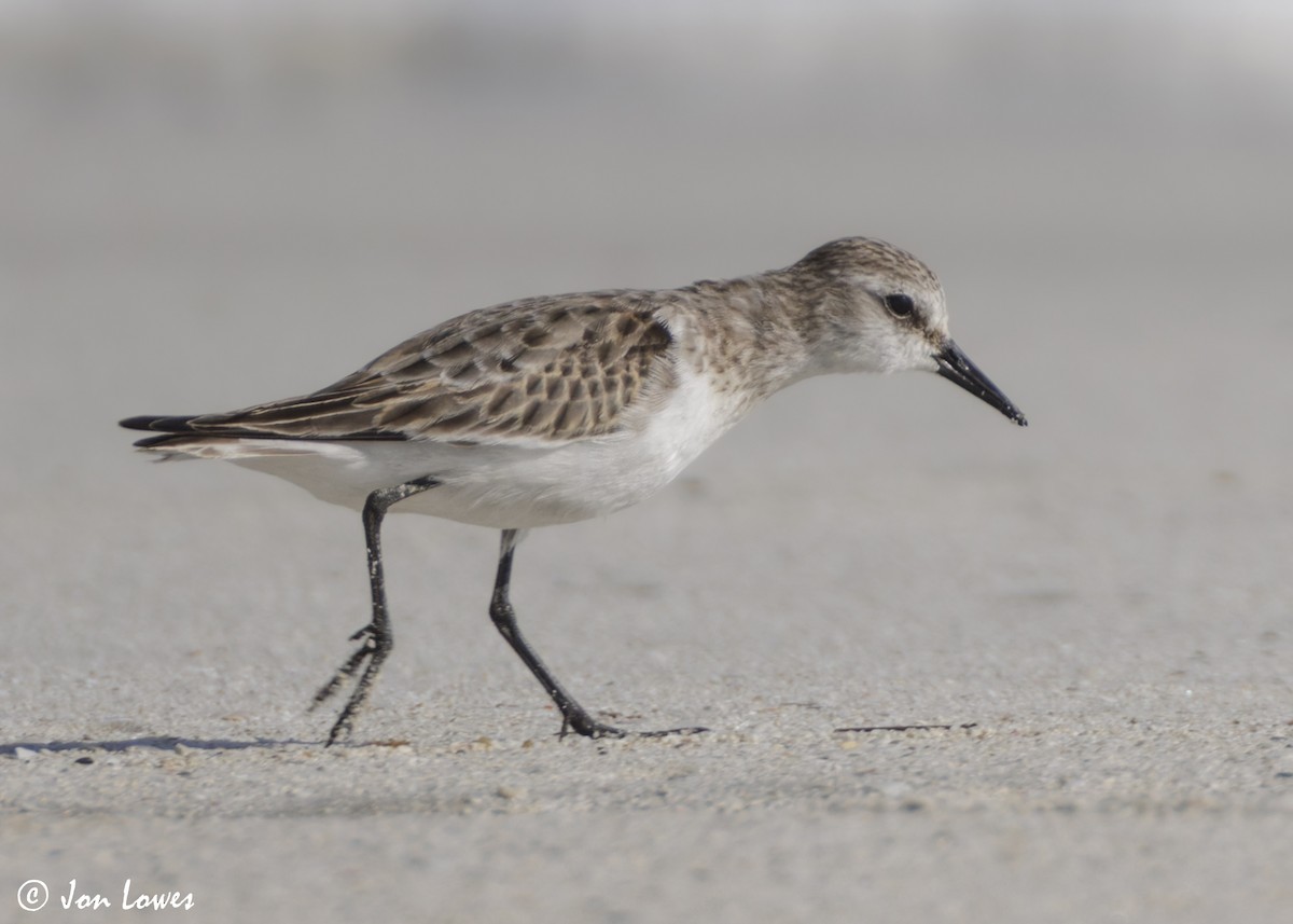 dvergsnipe - ML647089346