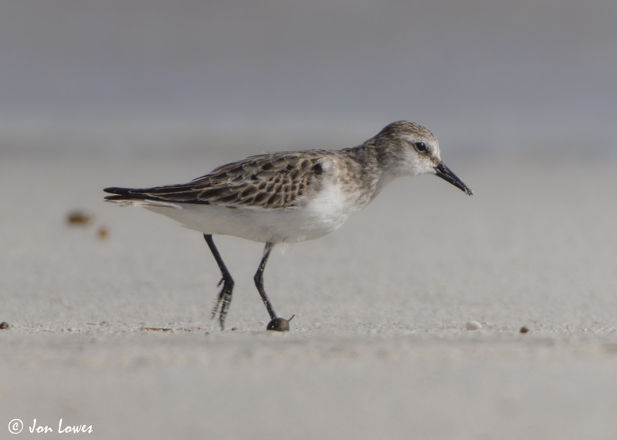 dvergsnipe - ML647089348