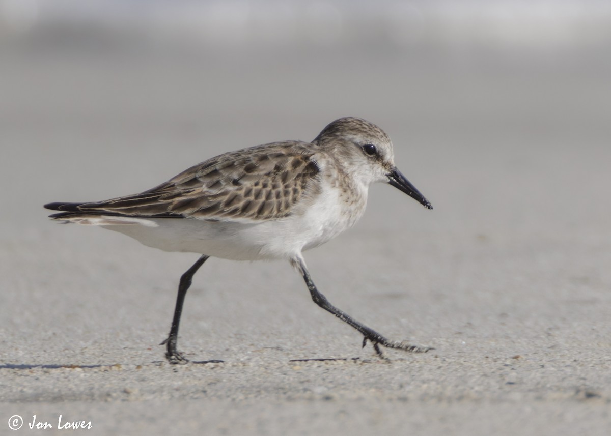 dvergsnipe - ML647089349